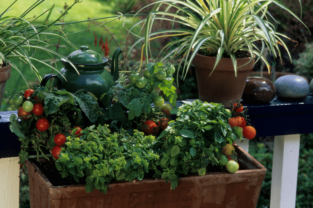 permaculture urbaine